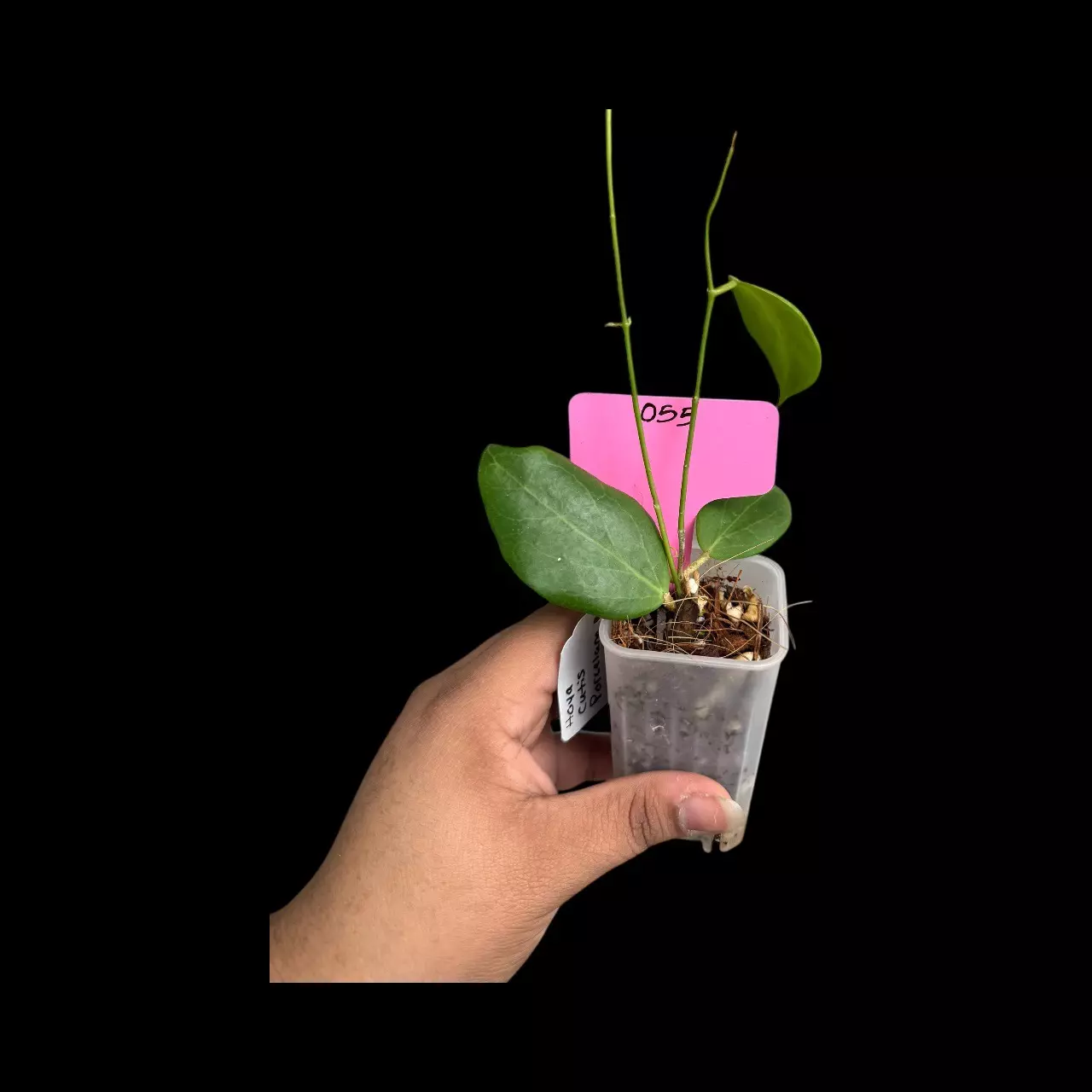 plant/PS055-Cutis porcelana-0