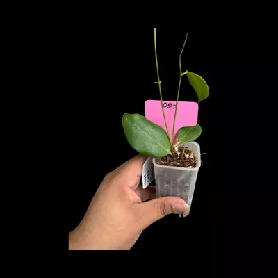 plant/PS055-Cutis porcelana-0-thumbnail