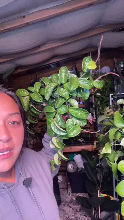 plant/Krinkle-0-thumbnail