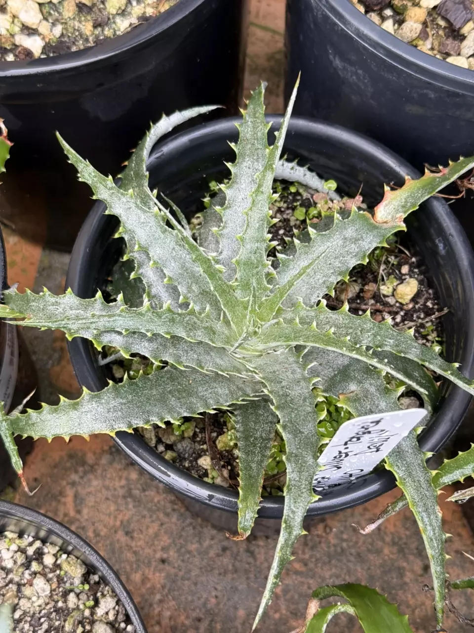 plant/silver tongue devil-0