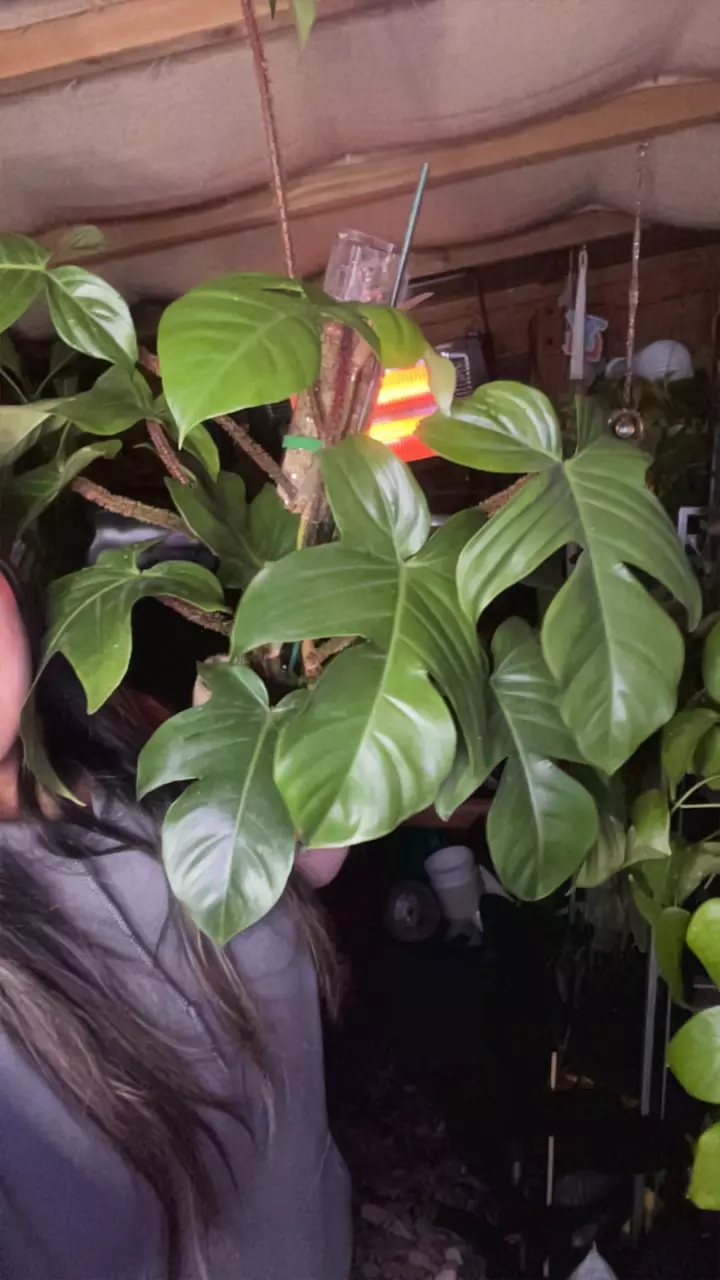 plant/Squamish huge-0