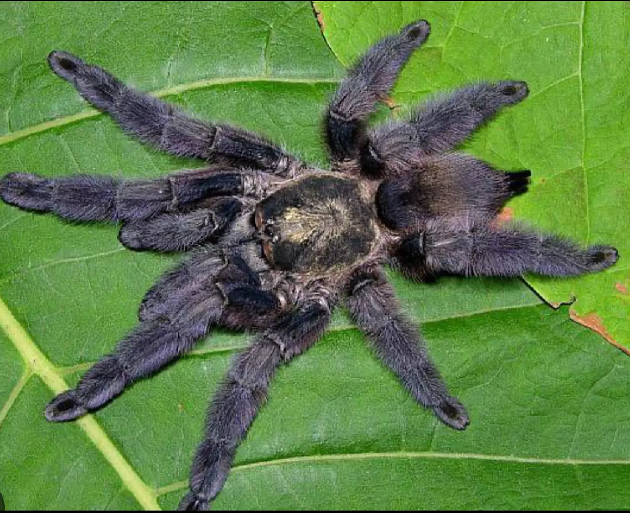 plant/Tapinauchenius rasti .5”-0