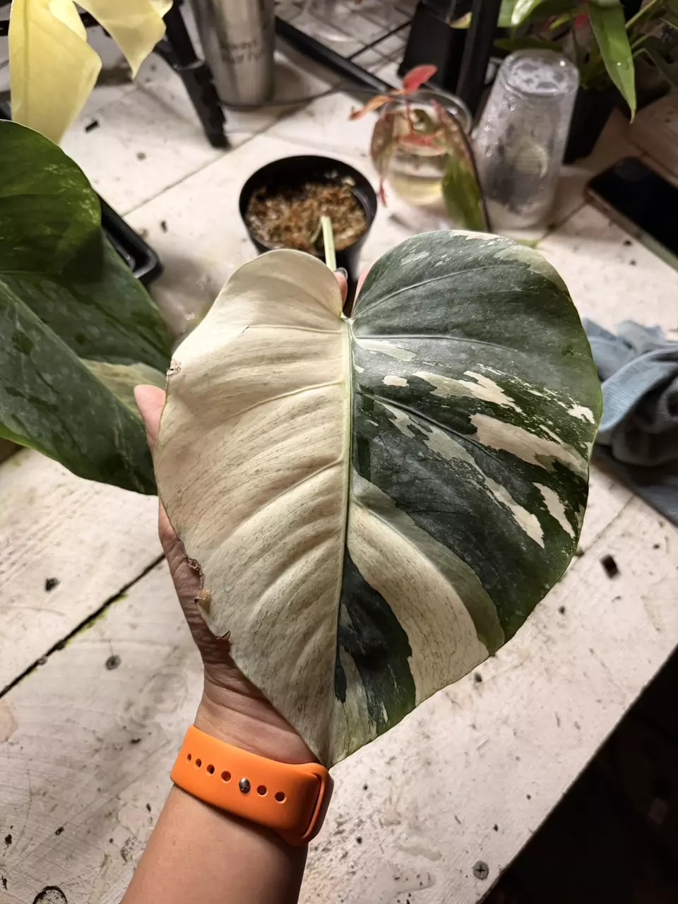 plant/jungle mint rooted cutting-0