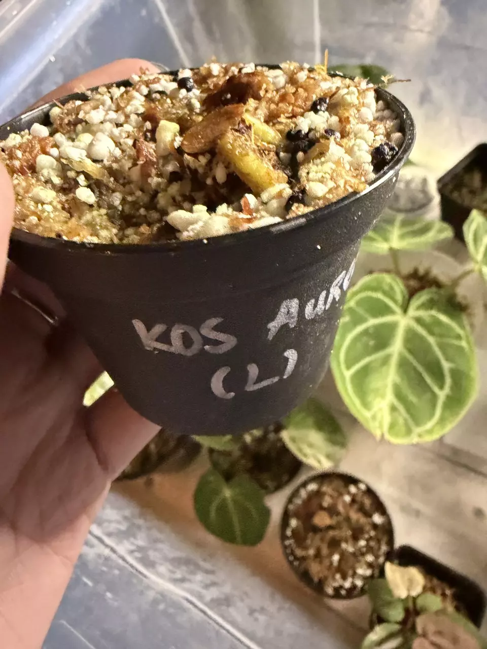 plant/var KOS aurea L-0