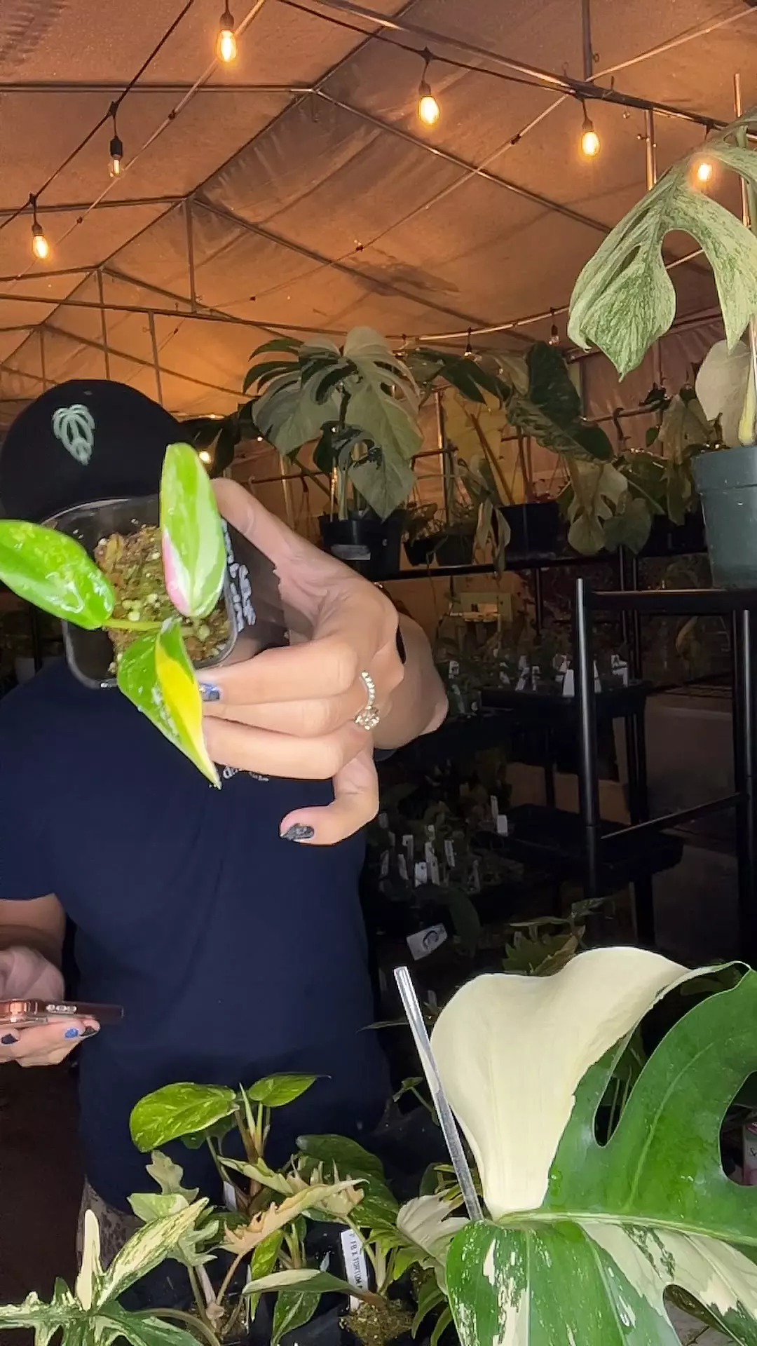 plant/white princess quadcolor-0