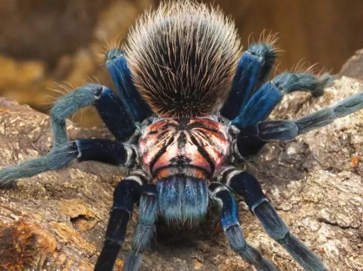 plant/Xenesthis sp Blue 1.5”-0