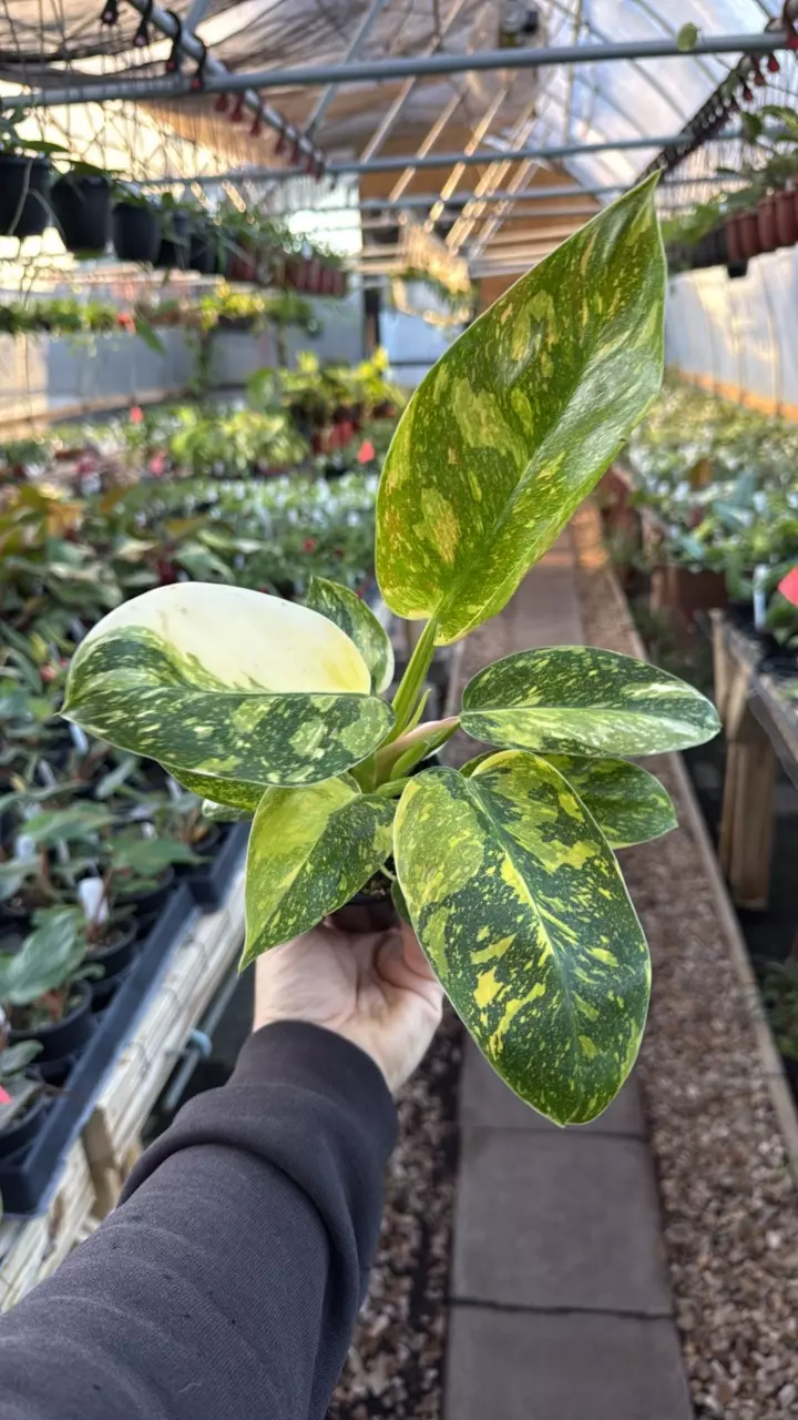 plant/philodendron green Congo nuclear *** SPECIAL ***-0