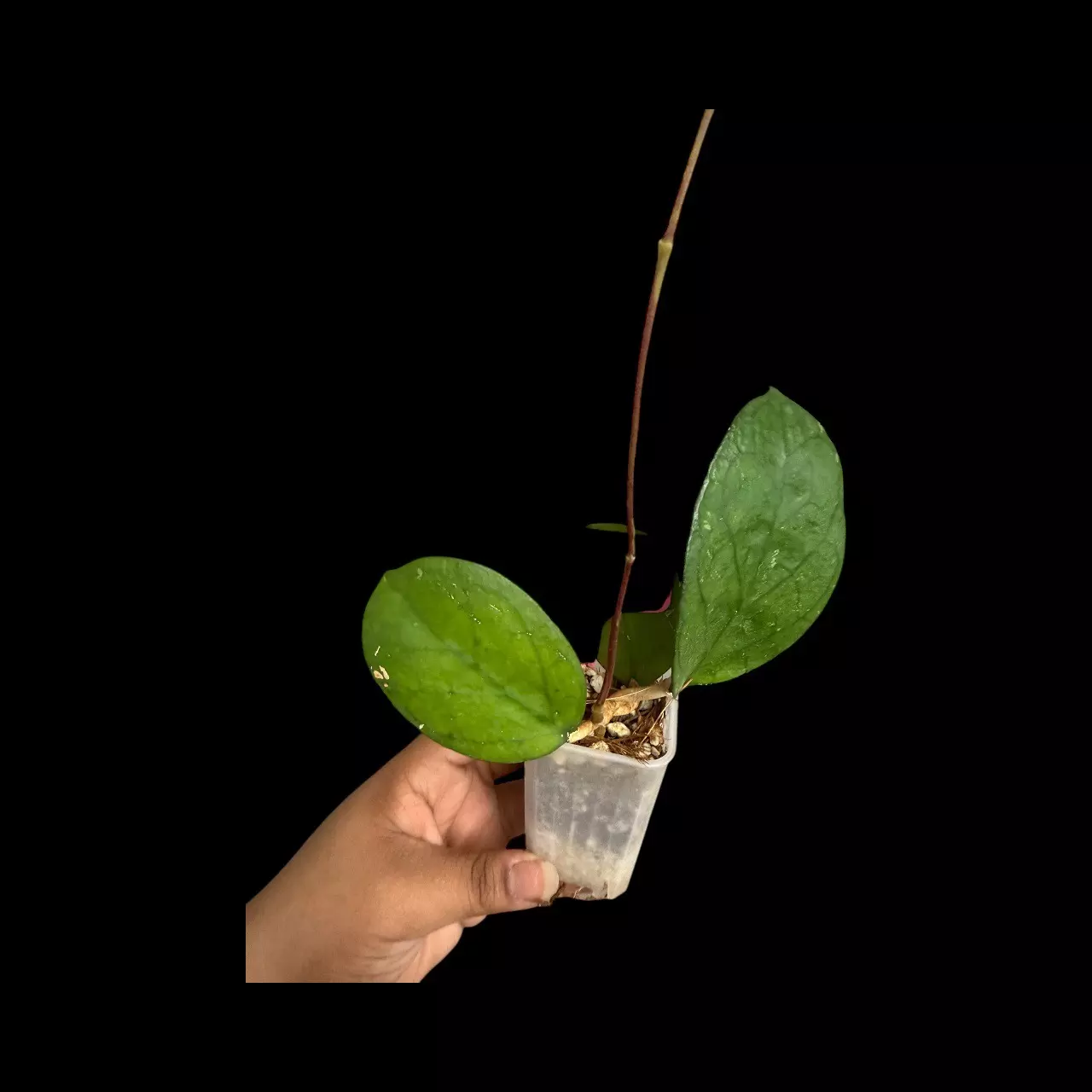 plant/PS043 Hoya SS13-05 ‘Ricardo’-0