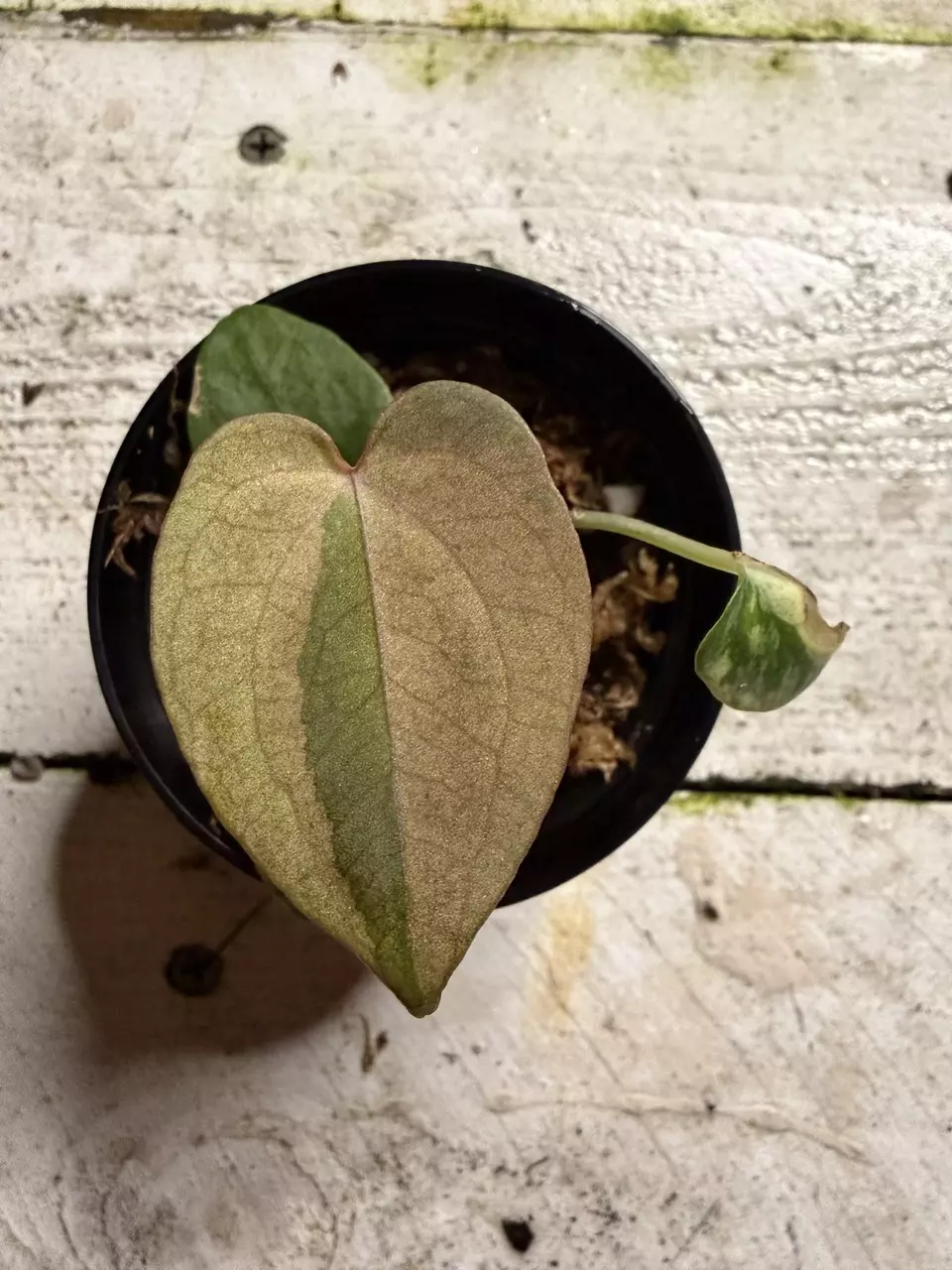 plant/anthurium Red Mag x RVDP ‘N’-0