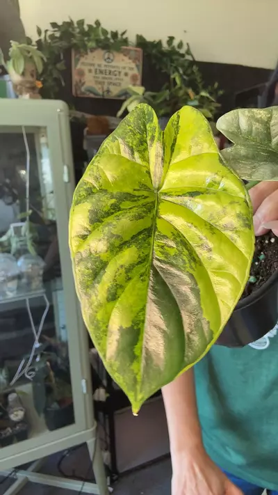 plant/Alocasia Sinuata Var 4”-0-thumbnail
