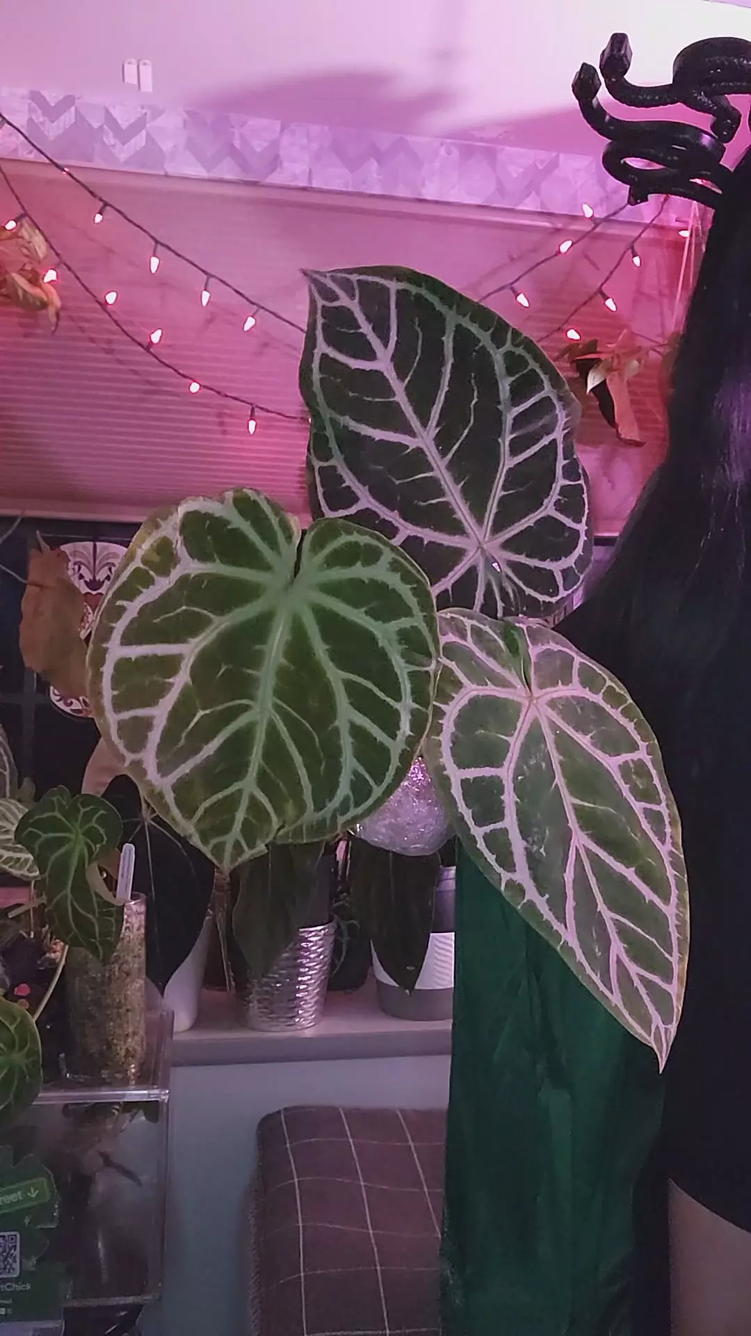 plant/Crystal silver King x SKG pink lemonade-0