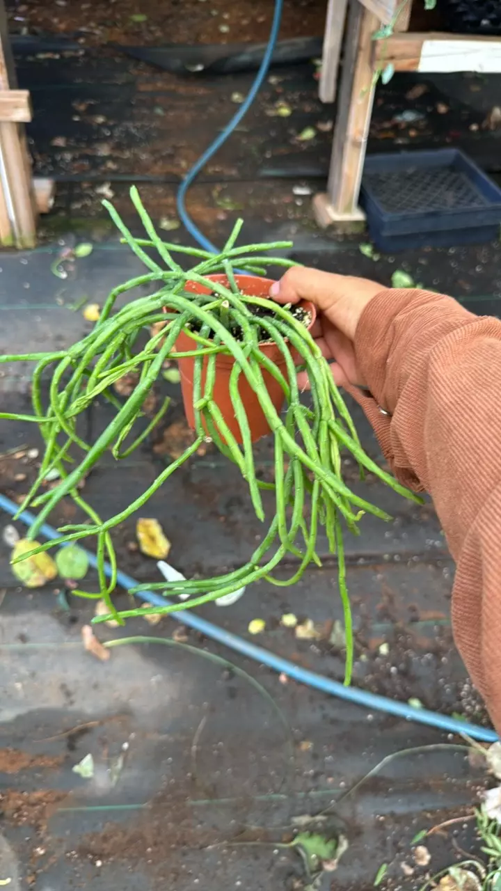 plant/6” rhipsalis-0