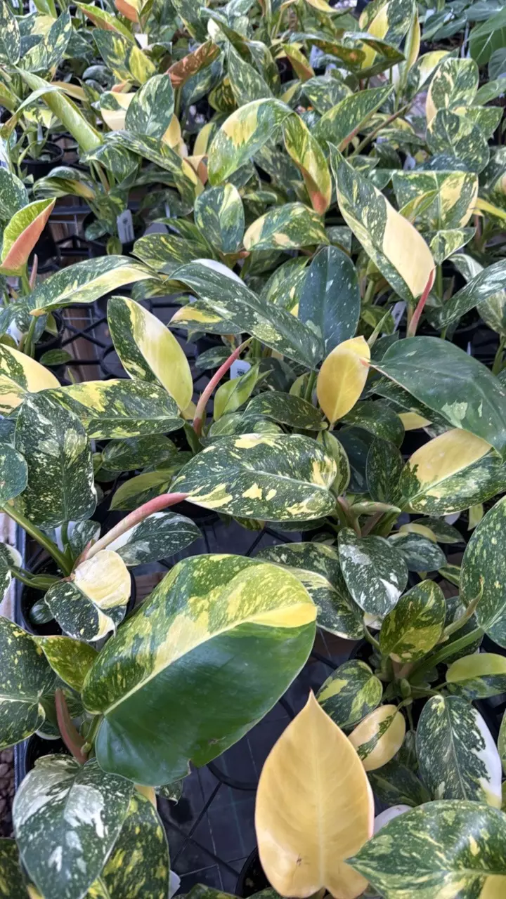 plant/philodendron green Congo nuclear *** SPECIAL ***-1