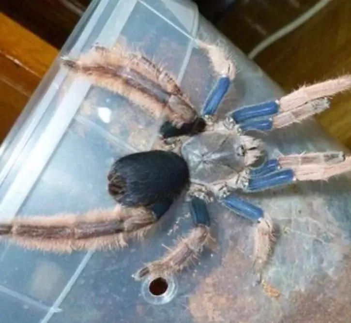 plant/Coremiocnemis hoggi 1”-0