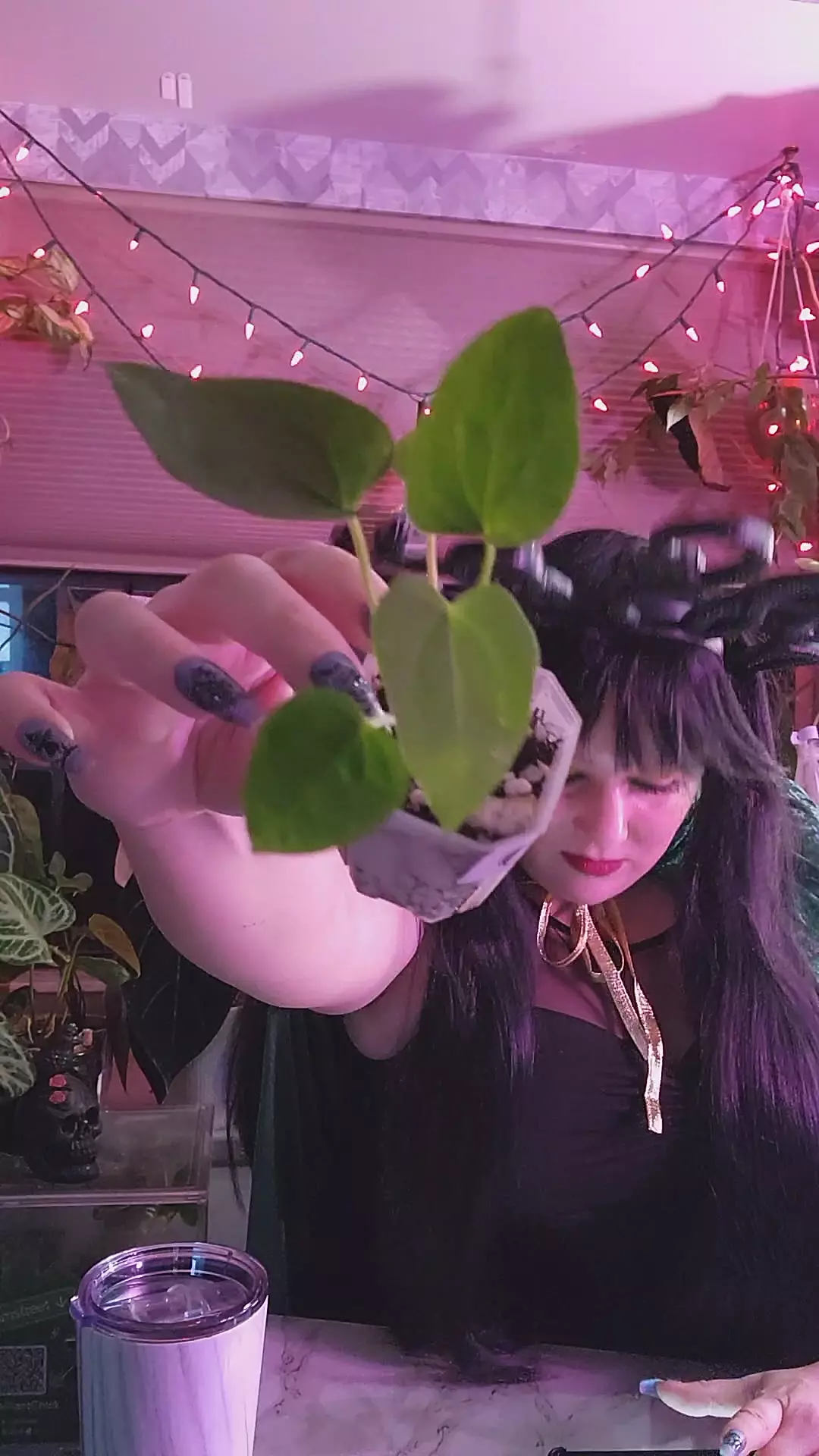 plant/ULURU DREAMS rare Aussie hybrid 0309-0