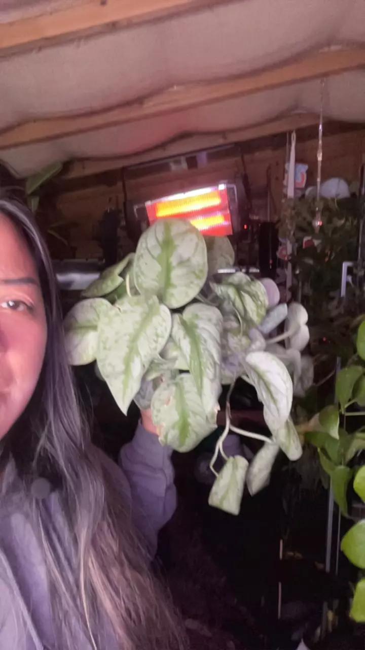 plant/Scindapsus overcast-0