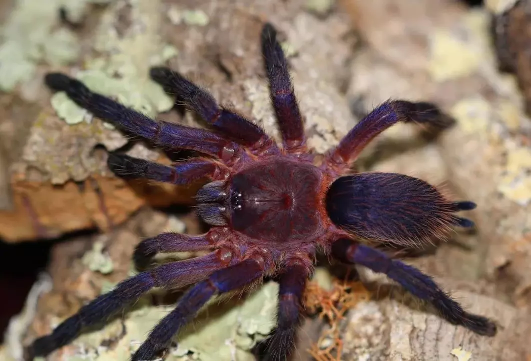 plant/Dolichothele Rufoniger .5”-0