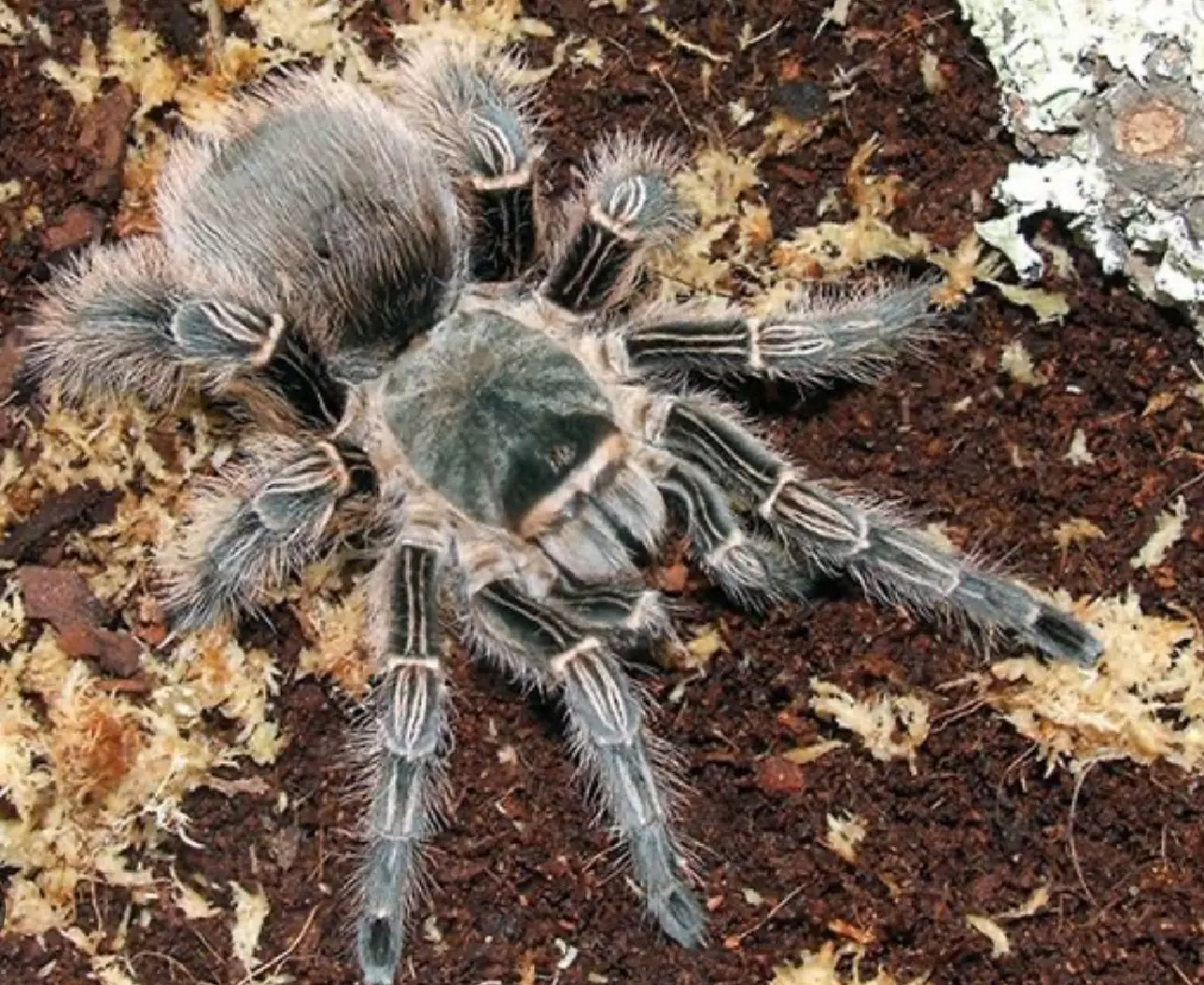 plant/Eupalaestus Campestratus 1”-0