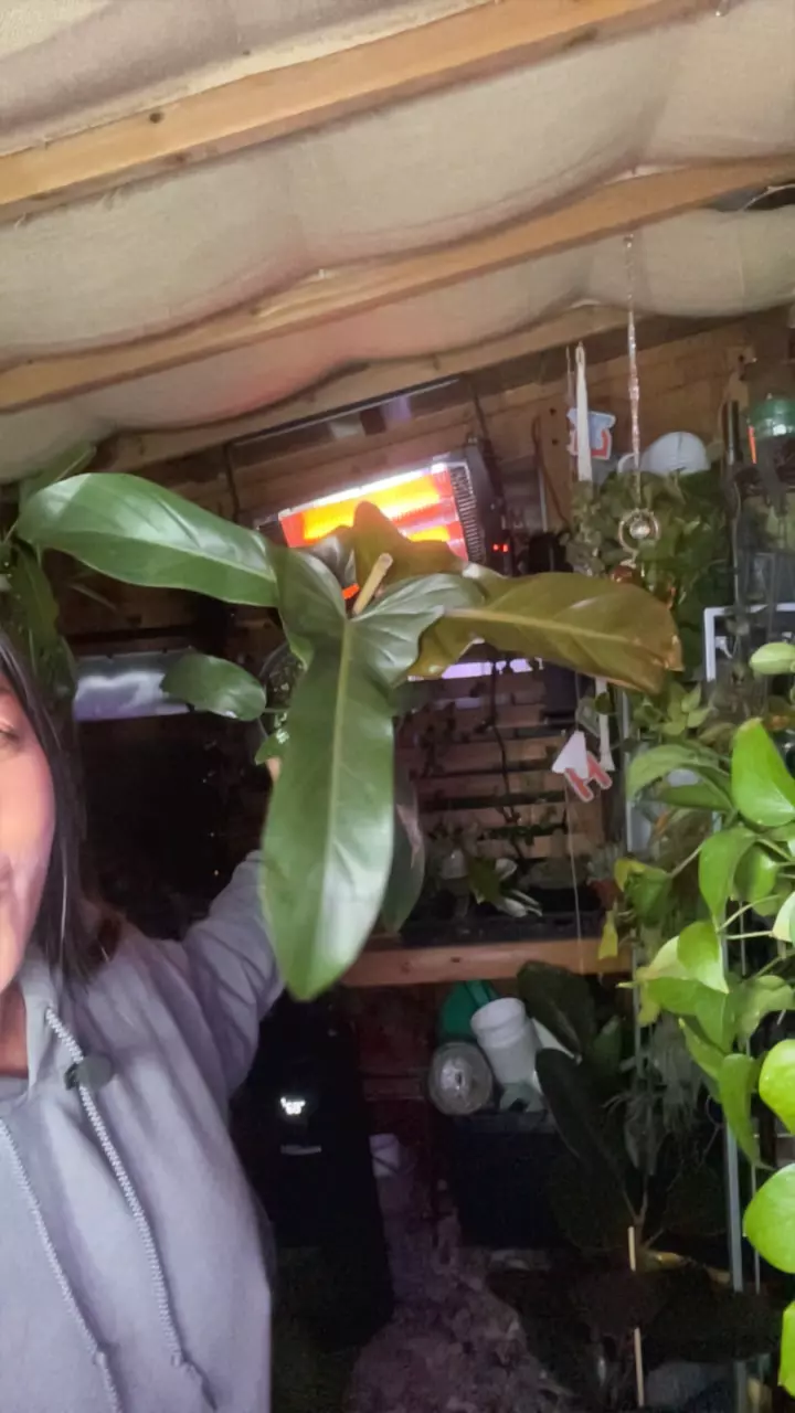 plant/Florida bronze-0