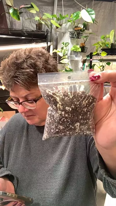 plant/Starter Bag of Controsoil mixed with tree fern and perlite-0-thumbnail