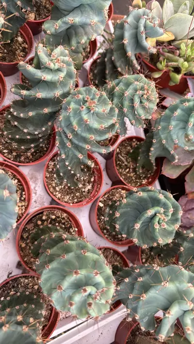 plant/spiral 3.25”  🌀-0-thumbnail