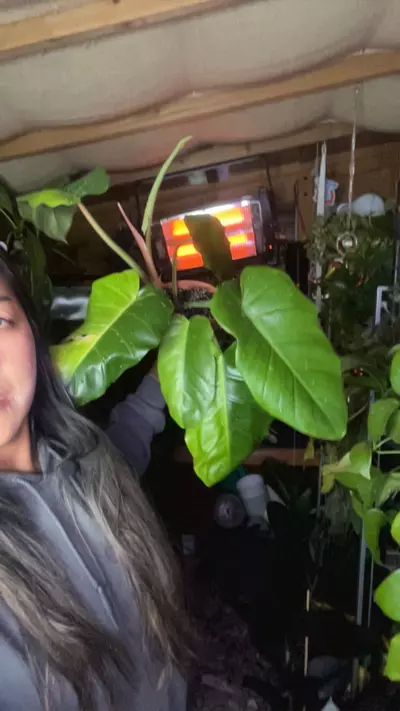 plant/Jungle fever-0-thumbnail