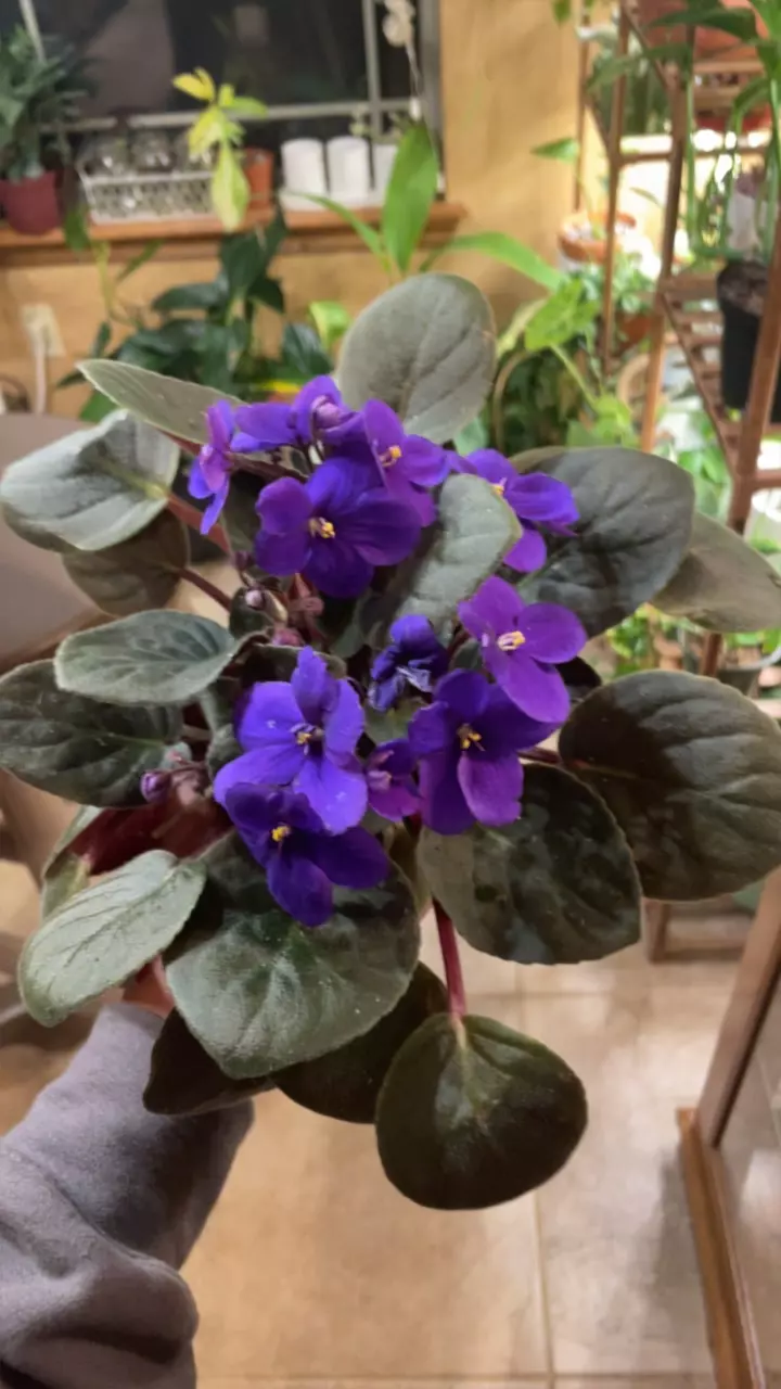 plant/African violet-0