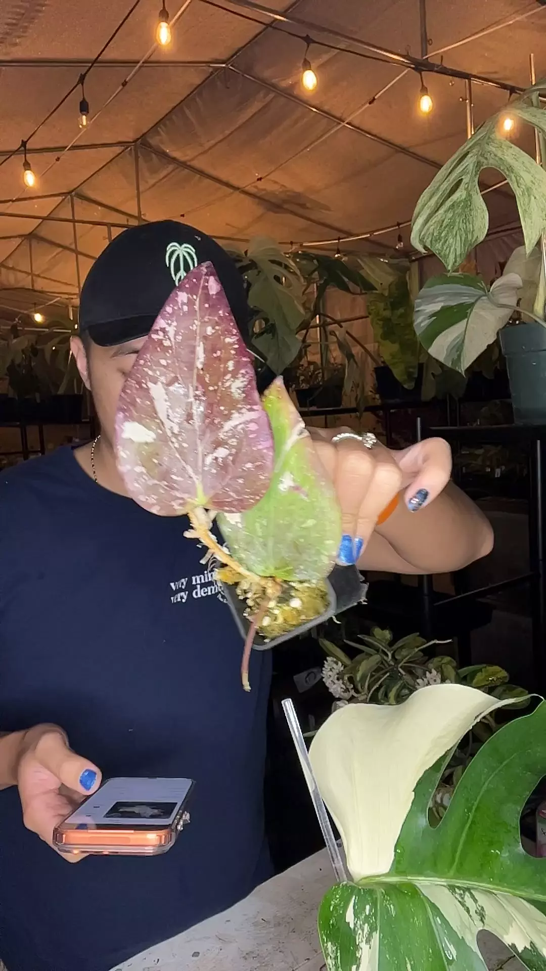 plant/Hoya SF004 (flowering size)-0