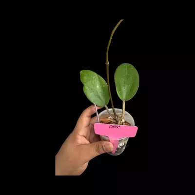 plant/PS052 Black Baabeel-0-thumbnail