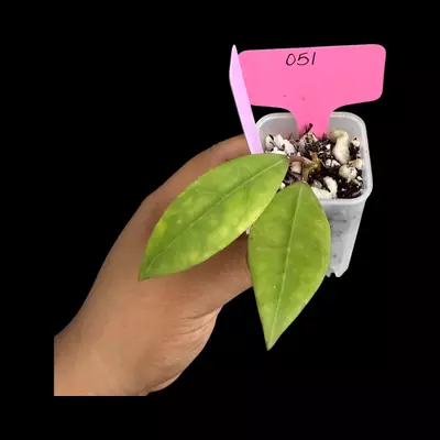 plant/PS051 Hoya Janzel Marie-0-thumbnail