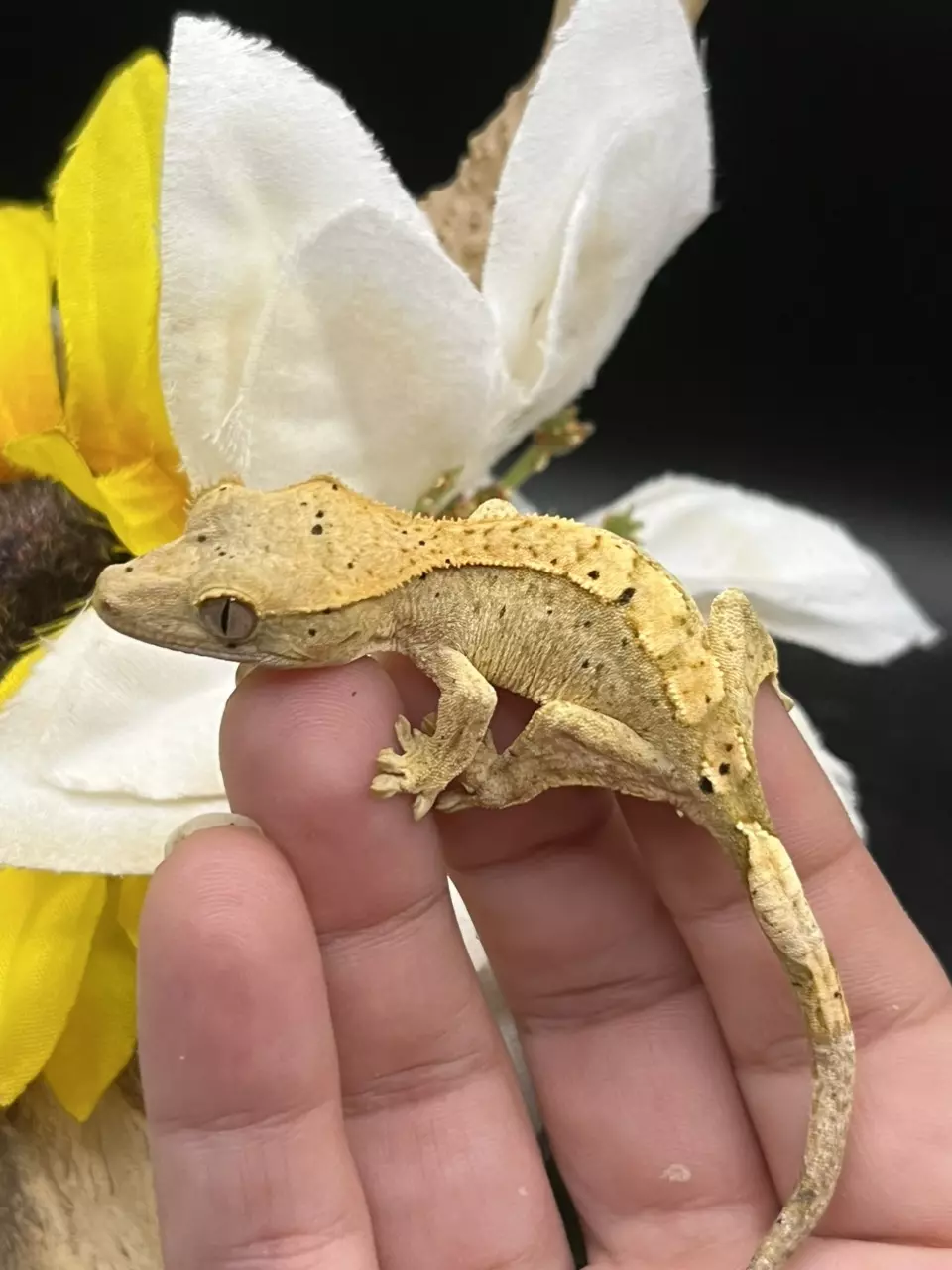 plant/66% axanthic yellow base dal spots 6/11/25 5g-1
