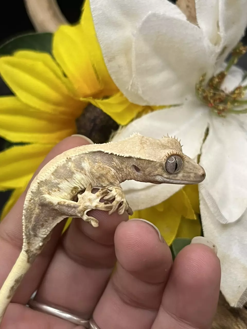 plant/Whitney X tricolor 5/23/24 HIGH coverage Lillywhite unsexed 6g-0