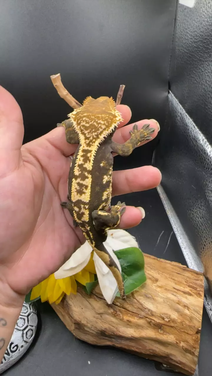 plant/Het empty back white wall male 33g-0