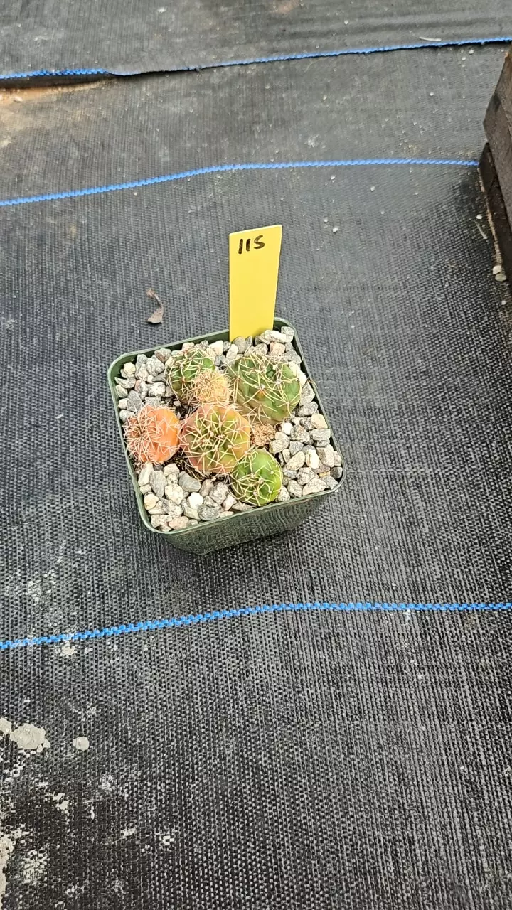 plant/Baldi cluster-0