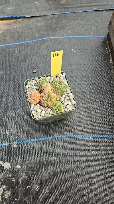 plant/Baldi cluster-0-thumbnail