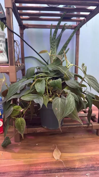 plant/micans-0-thumbnail