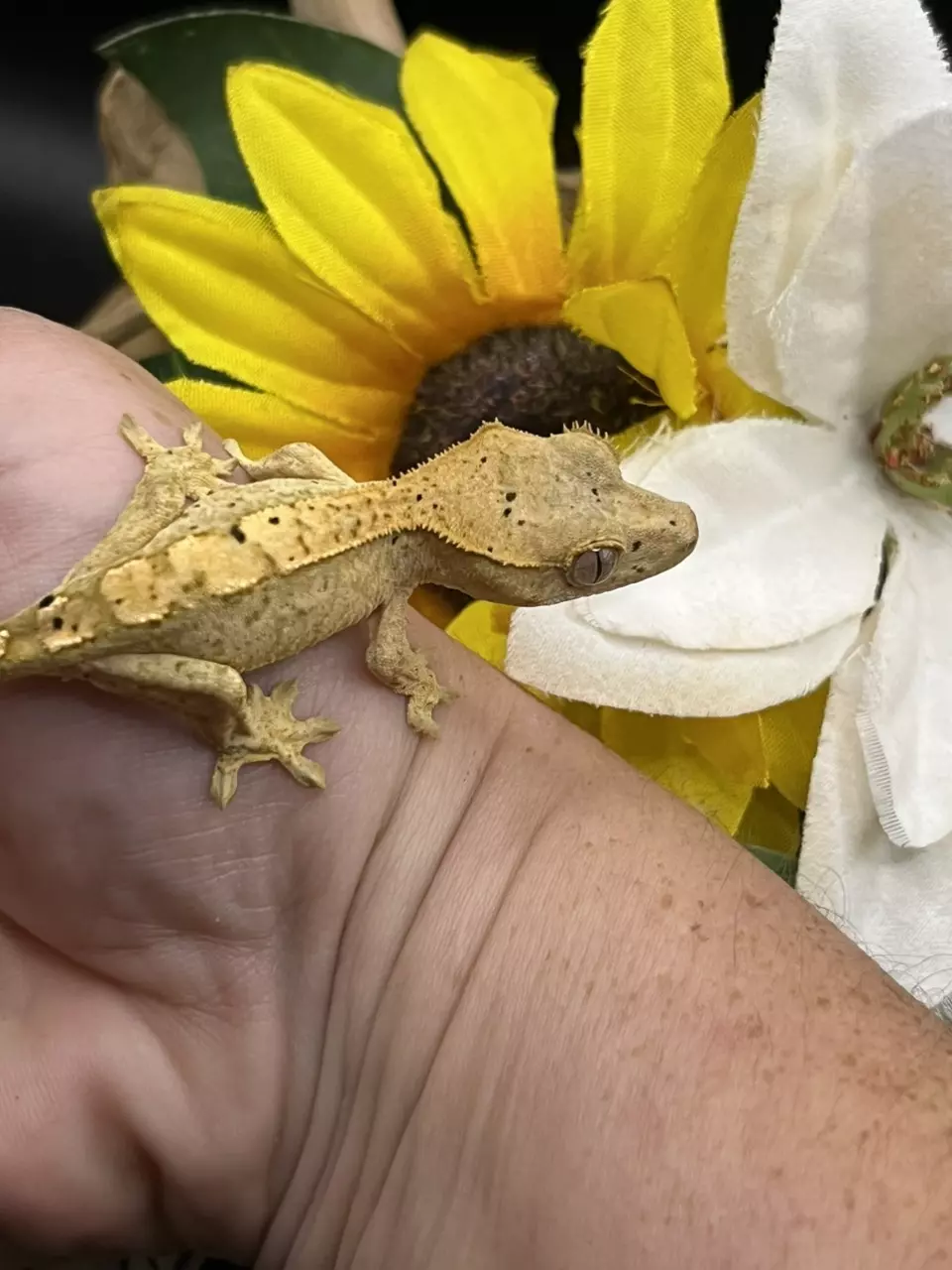 plant/66% axanthic yellow base dal spots 6/11/25 5g-2