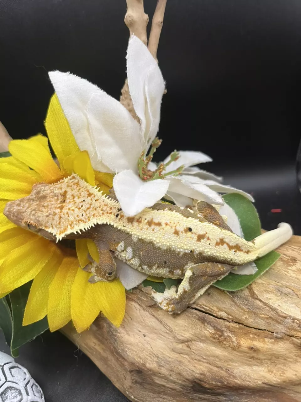 plant/lw tricolor female 7/4/24 34g-0