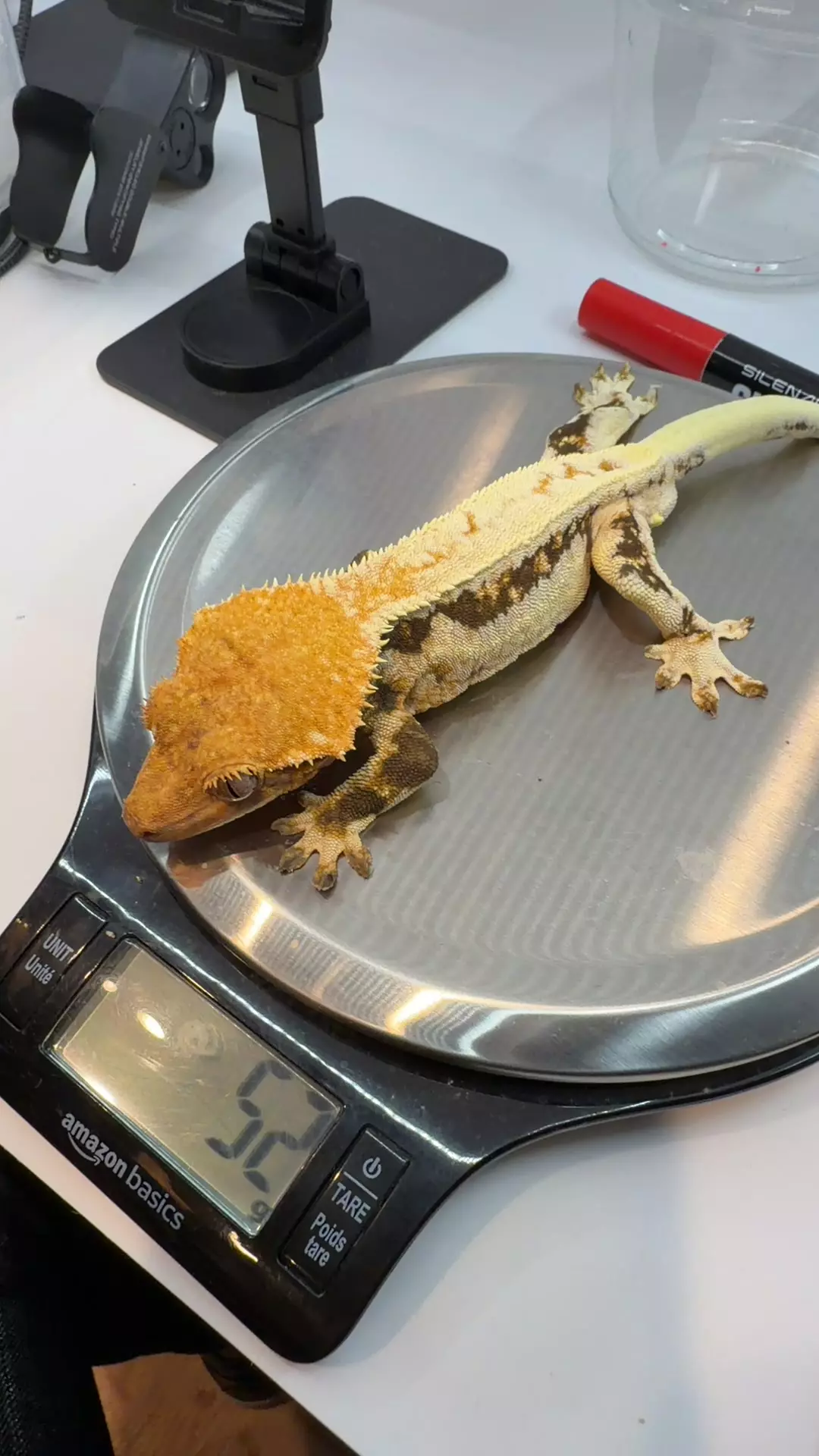 plant/52g proven male Tangy LW jk sauria-0