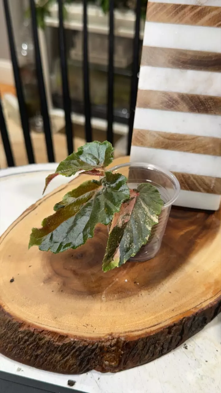 plant/Ginny Galaxy Begonia-0