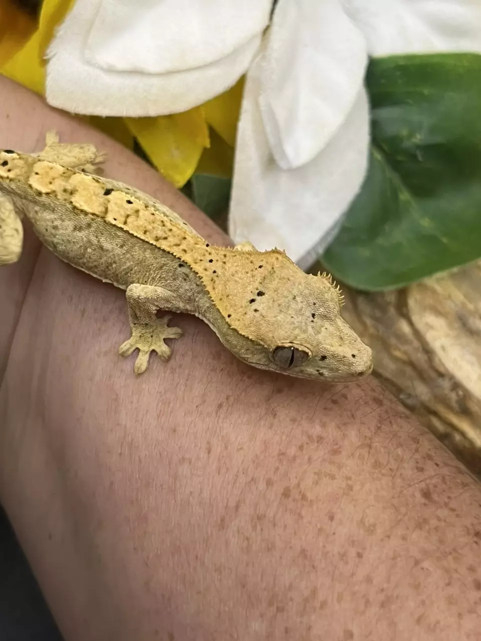 plant/66% axanthic yellow base dal spots 6/11/25 5g-0