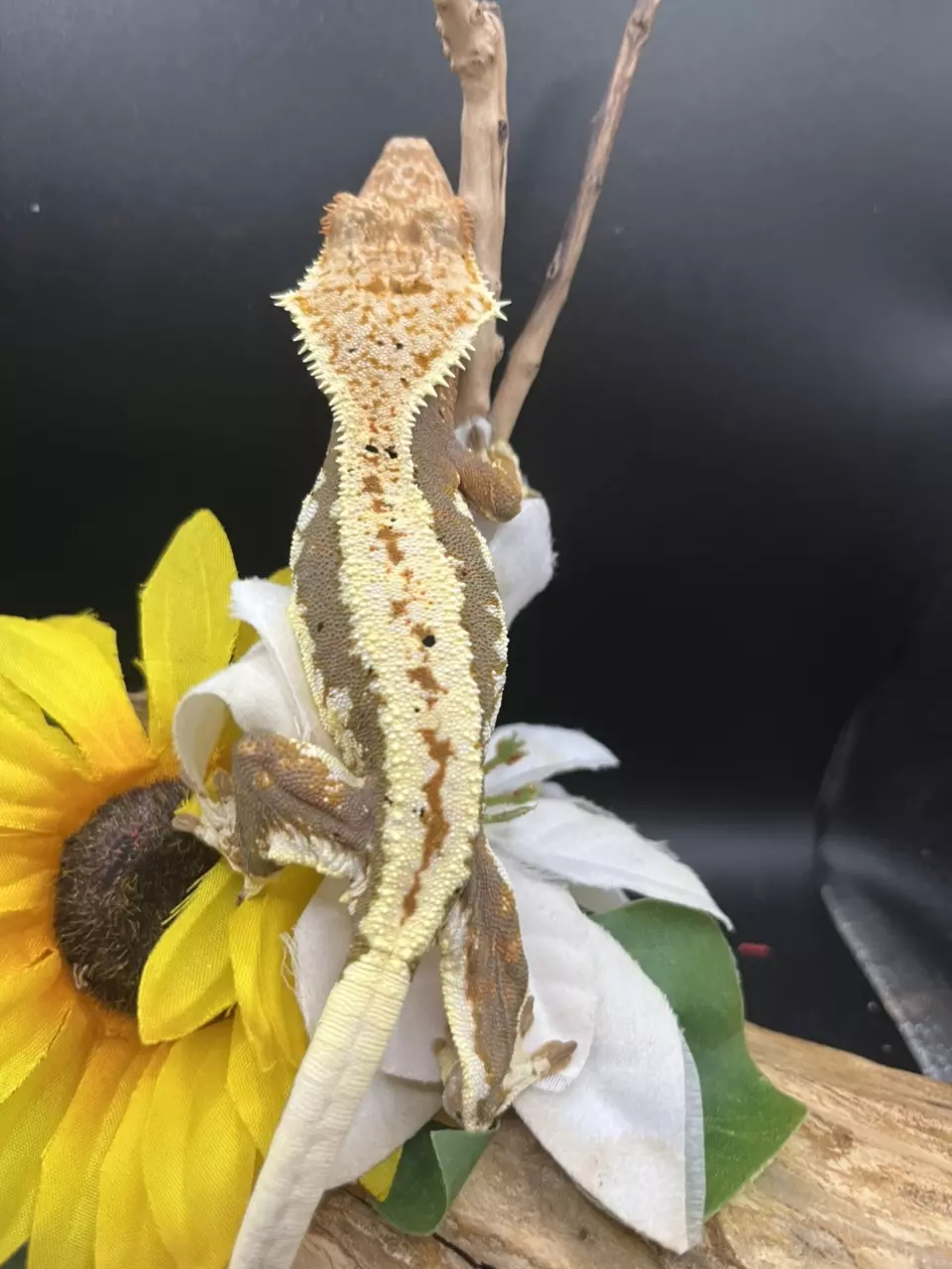 plant/lw tricolor female 7/4/24 34g-1
