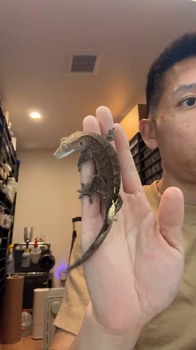 plant/14g male Capp tiger djinn x atx lw-0-thumbnail