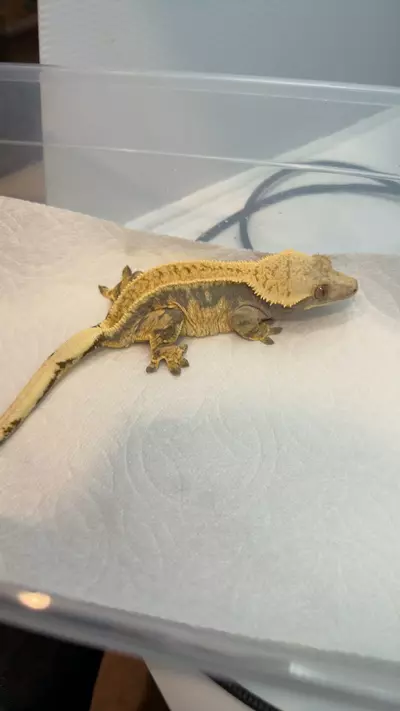 plant/58g proven girl s’mores x sesame-0-thumbnail