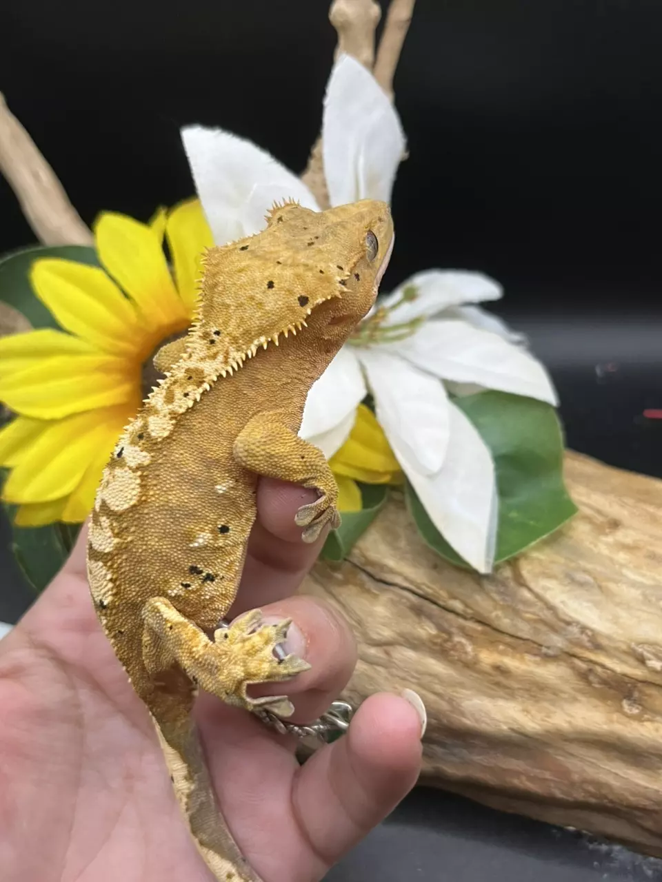 plant/Lilly pairing 7/3/24 - orange based dal female Harle 33g-3