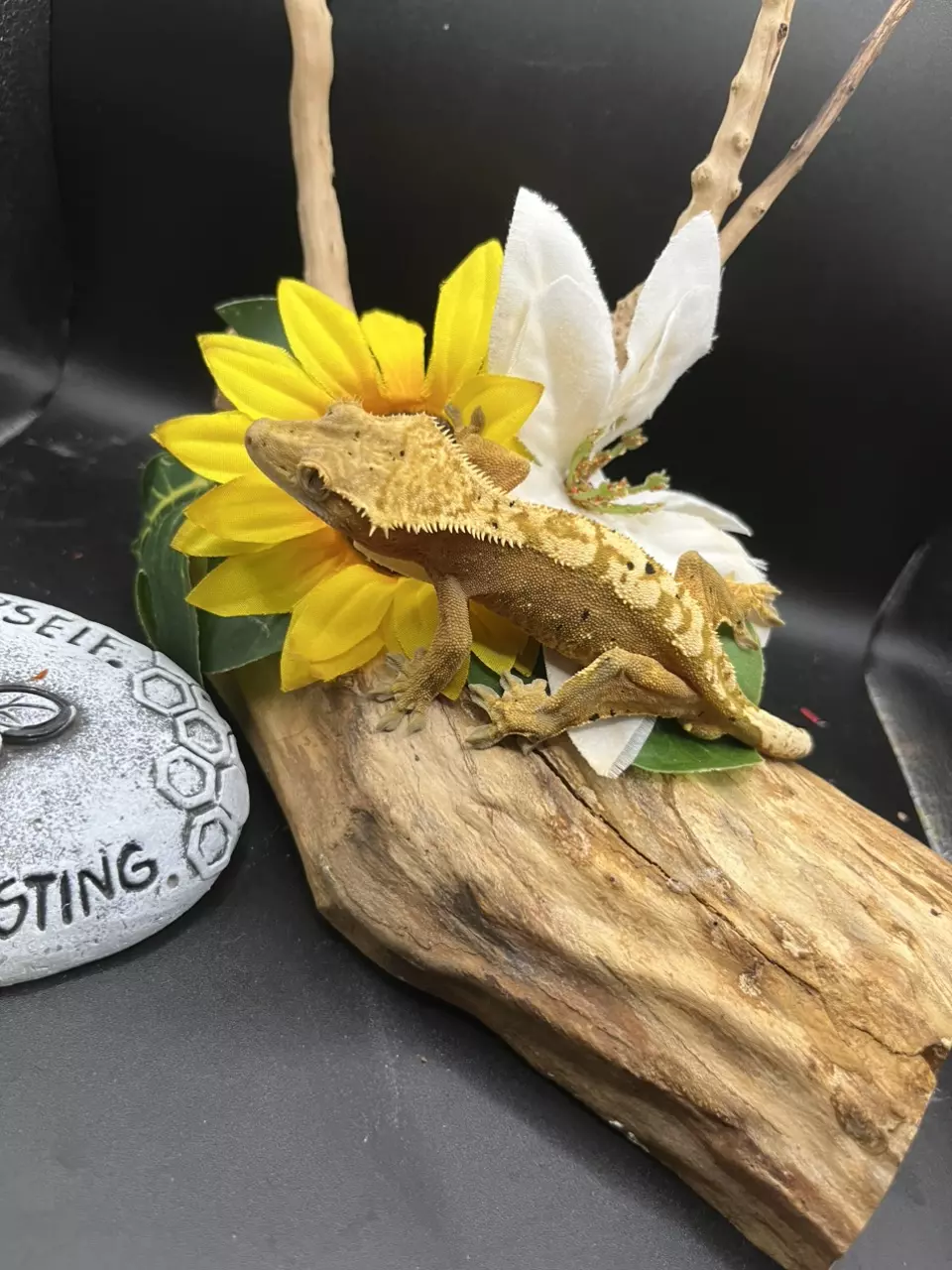 plant/Lilly pairing - orange base male harle Dalmatian 7/3/24 34g-1