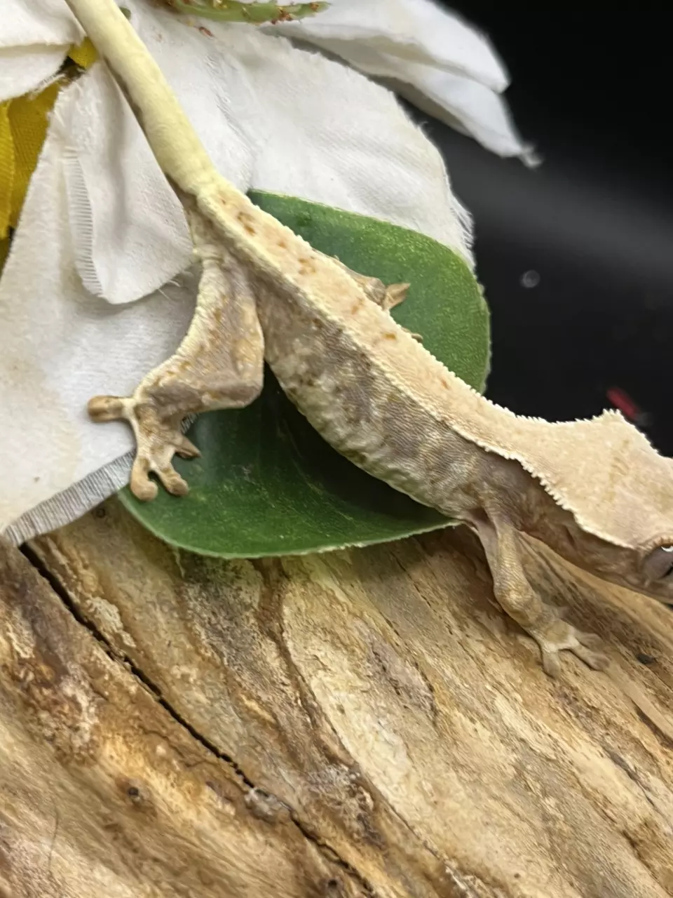 plant/Whitney X tricolor 5/23/24 HIGH coverage Lillywhite unsexed 6g-2