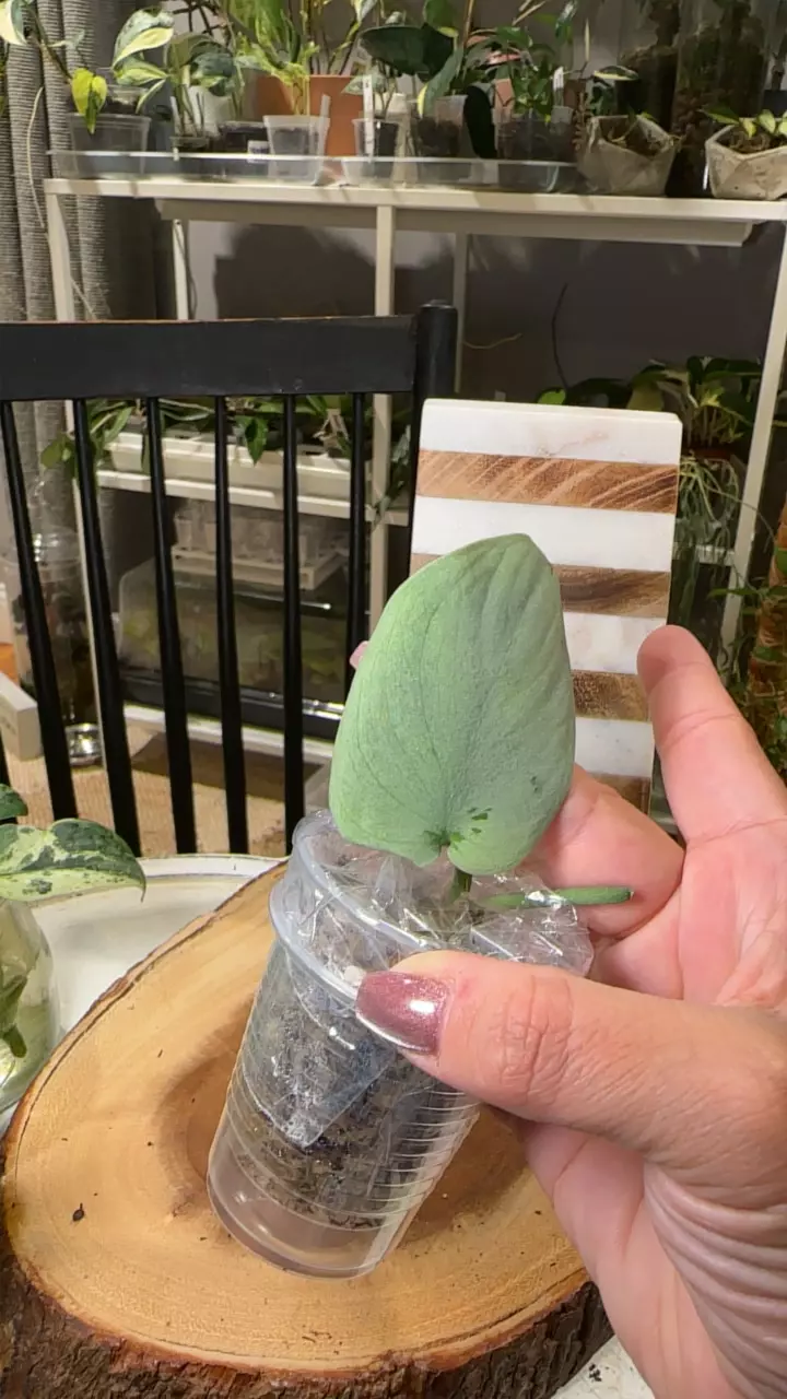 plant/Scindapsus SO Silver-0