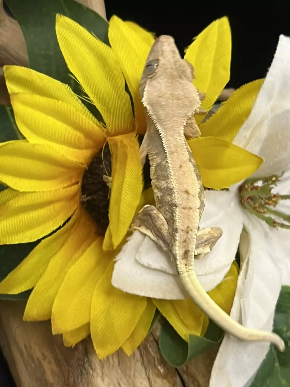 plant/Whitney X tricolor 5/23/24 HIGH coverage Lillywhite unsexed 6g-1