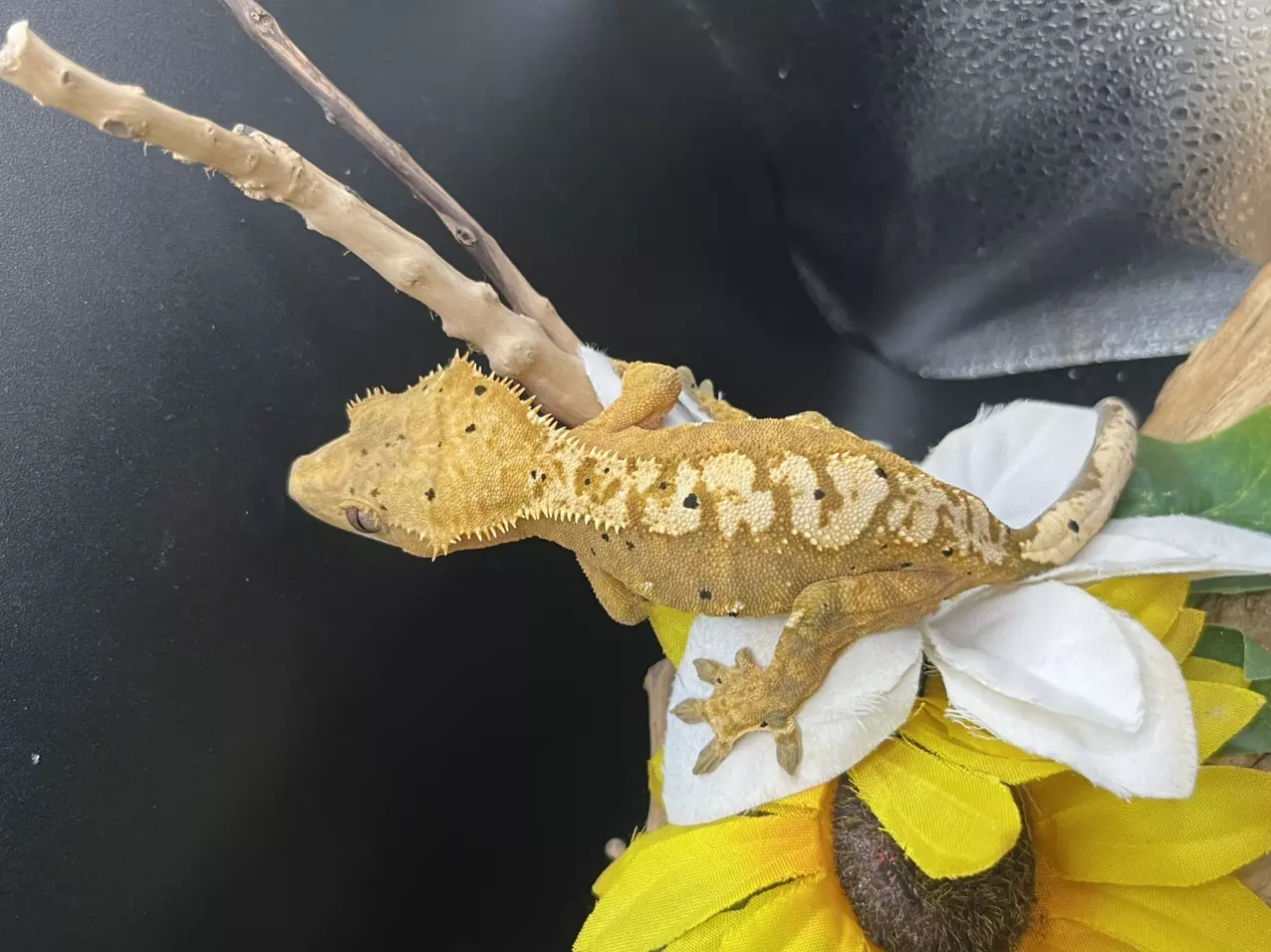 plant/Lilly pairing 7/3/24 - orange based dal female Harle 33g-1